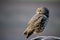 Closeup of a burrowing owl Athene cunicularia in IguazÃº