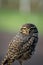 Closeup of a burrowing owl Athene cunicularia in IguazÃº