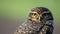 Closeup of a burrowing owl Athene cunicularia in IguazÃº