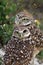 closeup of burrowing owl couple at a local park