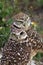 Closeup of burrowing owl couple at a local park