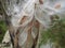 Closeup of bursting milkweed seed pods