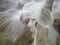 Closeup of bursting milkweed seed pods