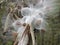 Closeup of bursting milkweed seed pods