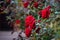 Closeup of a bush of beautiful red roses with dark green leaves