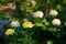 Closeup of a bush of beautiful white and yellow roses