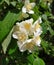 Closeup bush branch with jasmine flowers