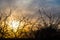 Closeup bush branch silhouette on a dramatic sunset