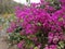 Closeup of a bush filled with beautiful bright pink bougainvillea flowers outdoors during daylight