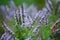 Closeup of a bush of flowering melissa