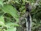 Closeup of a bushy tailed Guayaquil Squirrel Sciurus stramineus resting and preening in tree Vilcabamba, Ecuador