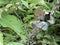 Closeup of a bushy tailed Guayaquil Squirrel Sciurus stramineus resting in tree with tail wrapped around body in Vilcabamba, Ecu