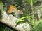 Closeup of a bushy tailed Guayaquil Squirrel Sciurus stramineus running along tree branch in Vilcabamba, Ecuador