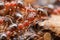 Closeup of busy ants working hard outdoor. Generative AI