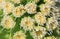 Closeup of a butterbur flower at springtime