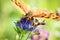 Closeup of a butterflies proboscis feeding on a flower