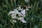 Closeup butterflies on white little flower