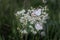 Closeup butterflies on white little flowers