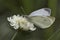 Closeup of a butterfly