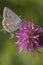 Closeup of a butterfly