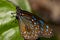 Closeup of a Butterfly