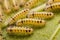 Closeup Butterfly caterpillars have a lot of hair on sunflower leaves