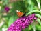 Closeup of butterfly feeding on lilac buddleia flower