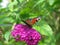 Closeup of butterfly feeding on lilac buddleia flower