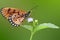 Closeup butterfly on flower background