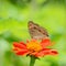 Closeup butterfly on flower Lemon Pansy butterfly