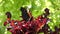 Closeup of a butterfly on Heuchera, Chocolate Ruffles.