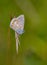 Closeup of a butterfly perched atop a tall blade of grass, wings spread and ready to take flight