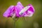 Closeup of a butterfly sitting on an purple orchis