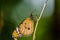 Closeup butterfly on Twigs (Common tiger butterfly)