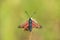Closeup of butterfly - Zygaena trifolii