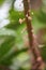 Closeup of cacao flower