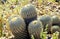 Closeup of cacti copiapoa tenebrosa on arid stony ground, pacicfic coast, Chile