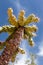 Closeup of cactus against a blue sky in desert of Southern Nevada
