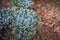Closeup cactus background