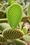 Closeup cactus Bunny ear plant Opuntia microdasys ,Opuntioid cacti ,heart shaped ,Indian fig ,smooth Mountain Prickly Pear ,Missio