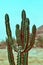 Closeup Of Cactus In Desert At Southern Arizona, Selective Focus