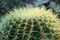 Closeup Cactus grown in the pot. a succulent plant with a thick, fleshy stem that typically bears spines.