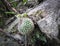 Closeup of a cactus (Mammillaria albilanata) on a piece of rock in a park