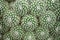 Closeup of Cactus, Mammillaria geminispina Natural Pattern Background