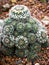 Closeup cactus Mammillaria Hahniana ,Mammillaria Prolifera Hybrids Cactus