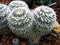 Closeup cactus Mammillaria Hahniana ,Mammillaria Prolifera Hybrids Cactus ,Old lady