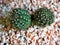 Closeup cactus plants ,Echinocactus grusonii -golden barrel desert plant with blurred background ,macro image and soft focus