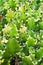 Closeup cactus solid plants Euphorbia resinifera Tortilis sem raiz corte ,Rottler ex Ainslie desert plants ,indian figs Dragon Bon