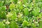 Closeup cactus solid plants Euphorbia resinifera Tortilis sem raiz corte ,Rottler ex Ainslie desert plants ,indian figs Dragon Bon