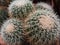 Closeup of cactus spines. Thorn cactus background